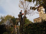 Giardiniere a Macerata, Potatura alberi (Tiglio)