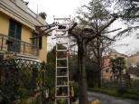 Giardiniere a Macerata, Potatura alberi (Tiglio)